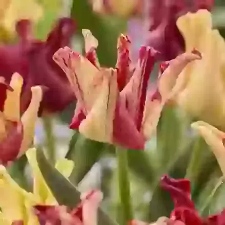 Flaming Crown